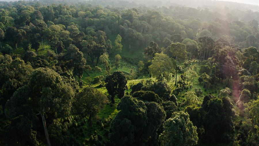 Unos bosques en buen estado podrían llegar a absorber hasta el 30% del CO2 acumulado en la atmósfera (unas 226 gigatoneladas, Gt). Julian Culverhouse