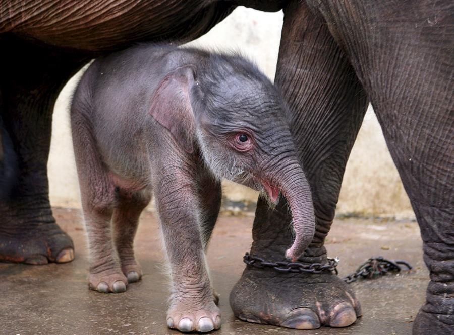 Un cachorro de elefante de Sumatra de dos días de edad se refugia bajo su madre. Archivo EFE/Adi Weda