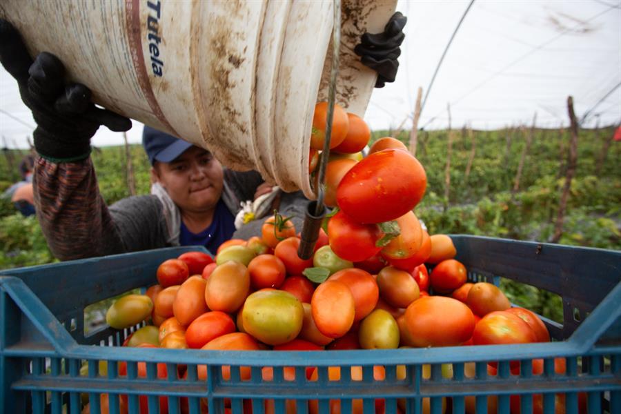 Fotografía de archivo de un agricultor mexicano que trabaja en la cosecha de Jitomate (Tomate) en una zona agrícola de Morelia, en el estado de Michoacán (México). EFE/ Luis Enrique Granados Cacari