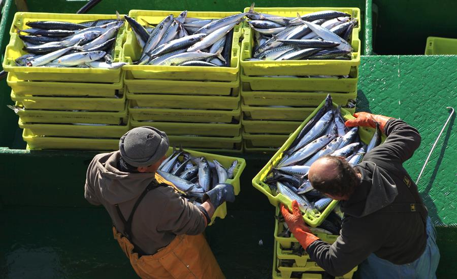 Vista de una descarga de peces, en una fotografía de archivo. EFE/Juan Herrero