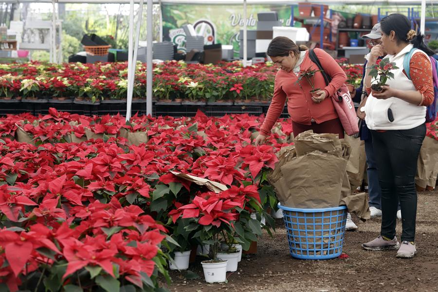 Dos mujeres eligen plantas de poinsettia (Euphorbia pulcherrima) en el Vivero Xalpatlaco, que vende 'flores de nochebuena' hoy, en el municipio de Atlixco, estado de Puebla (México). EFE/ Hilda Ríos