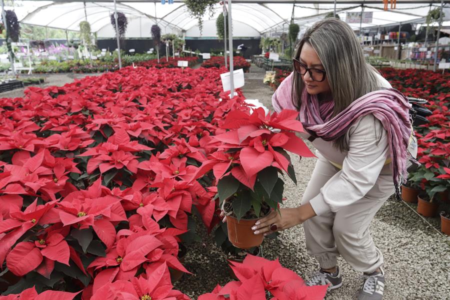 Una mujer sostiene una planta de poinsettia (Euphorbia pulcherrima) en el Vivero Xalpatlaco, que vende 'flores de nochebuena' hoy, en el municipio de Atlixco, estado de Puebla (México). EFE/ Hilda Ríos
