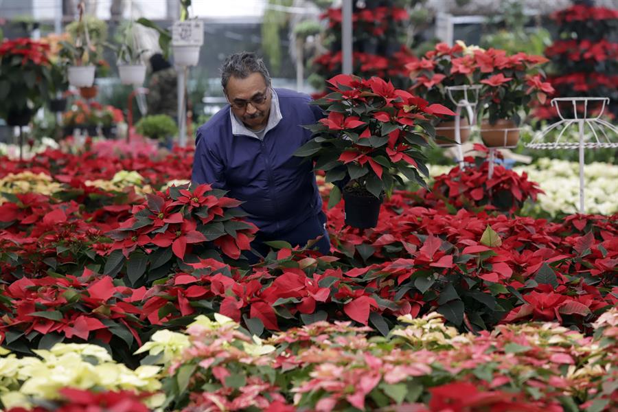 Un hombre sostiene una planta de poinsettia (Euphorbia pulcherrima) en el Vivero Xalpatlaco, que vende 'flores de nochebuena' hoy, en el municipio de Atlixco, estado de Puebla (México). EFE/ Hilda Ríos
