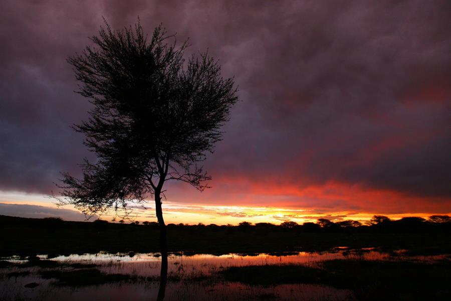 En la imagen de archivo, un árbol sobre un campo de maiz inundado cerca del pueblo de Ramotswa al suroeste de Botswana. EFE/Jon Hrusa