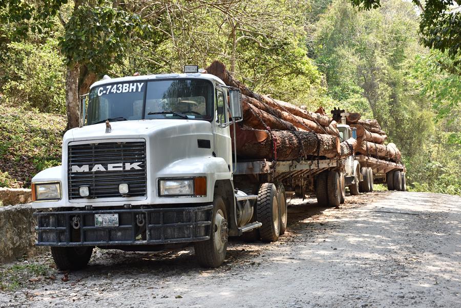 Camiones que transportan madera en La Reserva de la Biosfera Maya de Guatemala, amenazada por los incendios o el cambio climático. EFE/Pedro Orozco