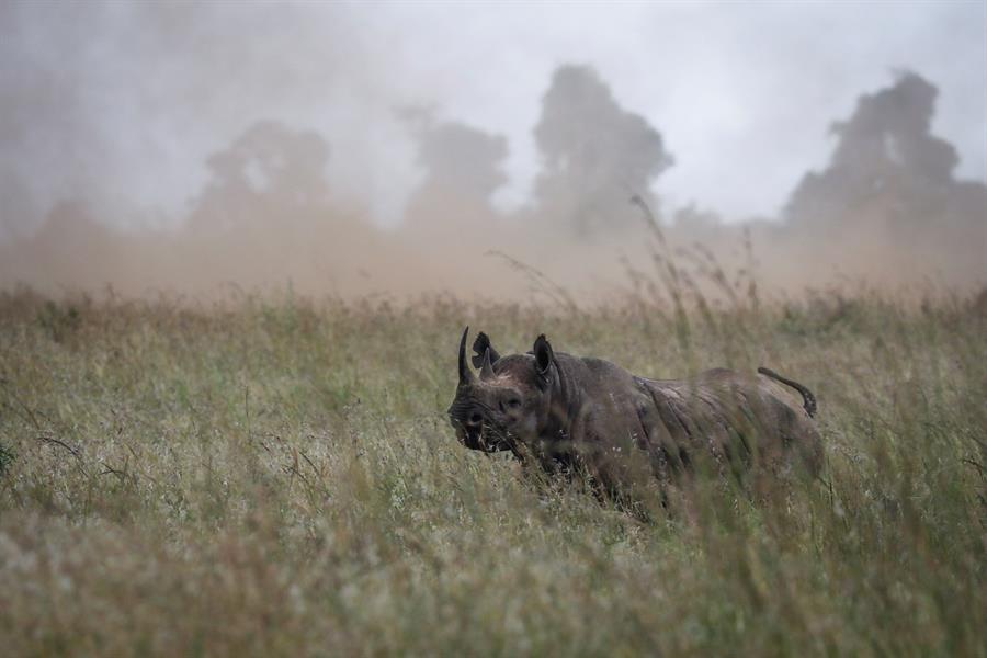 Imagen de archivo de un rinoceronte negro hembra en el Parque Nacional de Nairobi, Kenia. EFE/ Dai Kurokawa