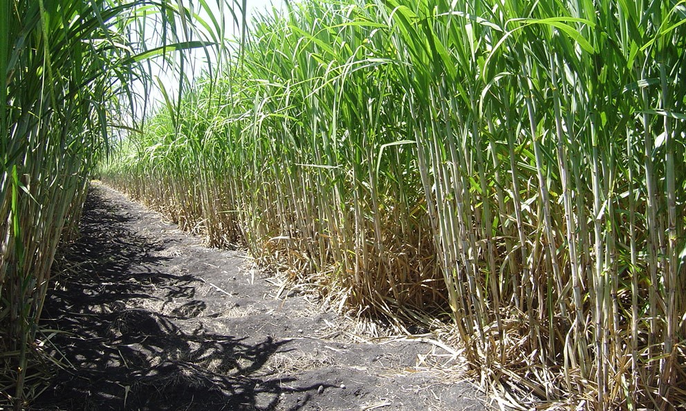 Cultivo de caña de azúcar.