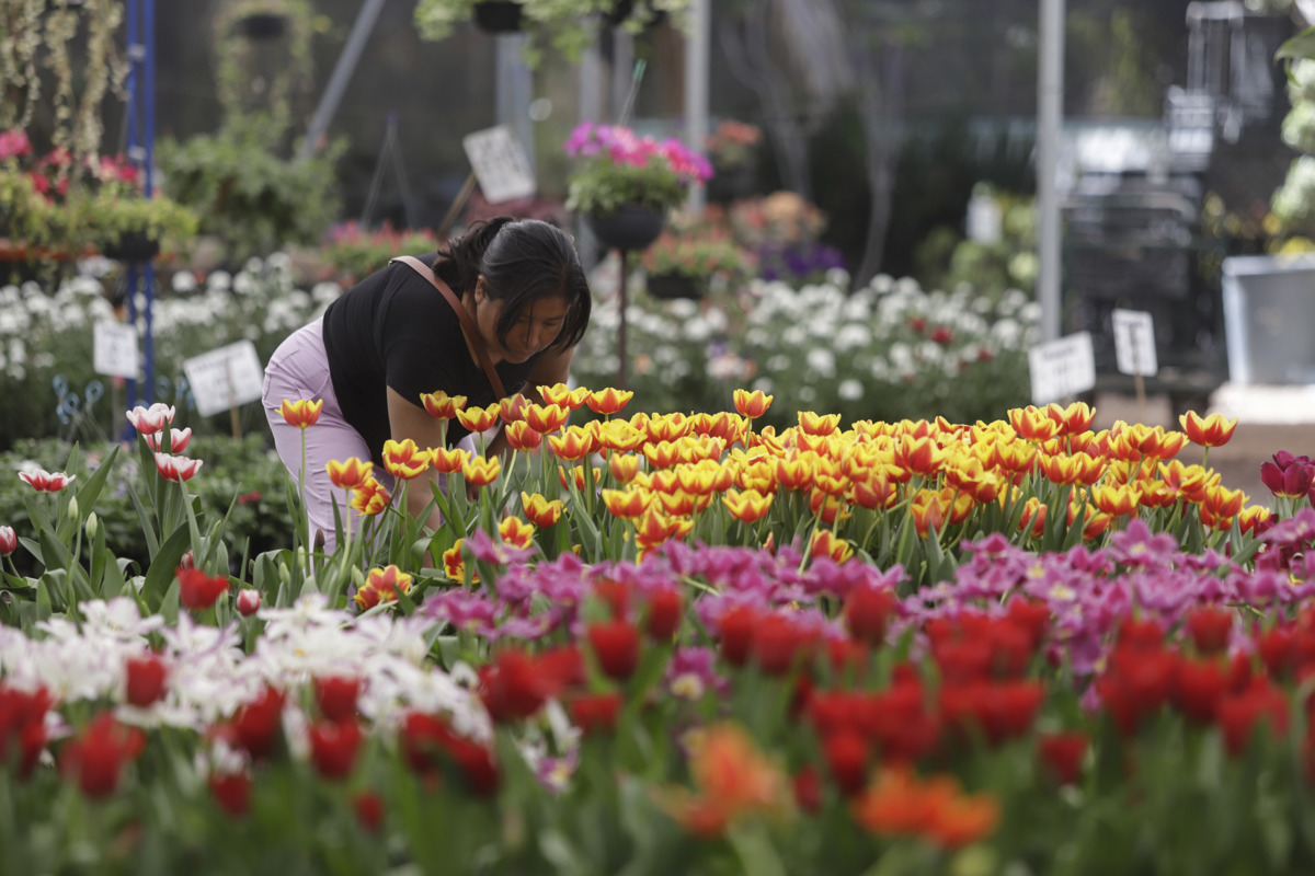 Vendedores ofrecen tulipanes previo al Día de San Valentín en Atlixco, Puebla (México). EFE/ Hilda Ríos