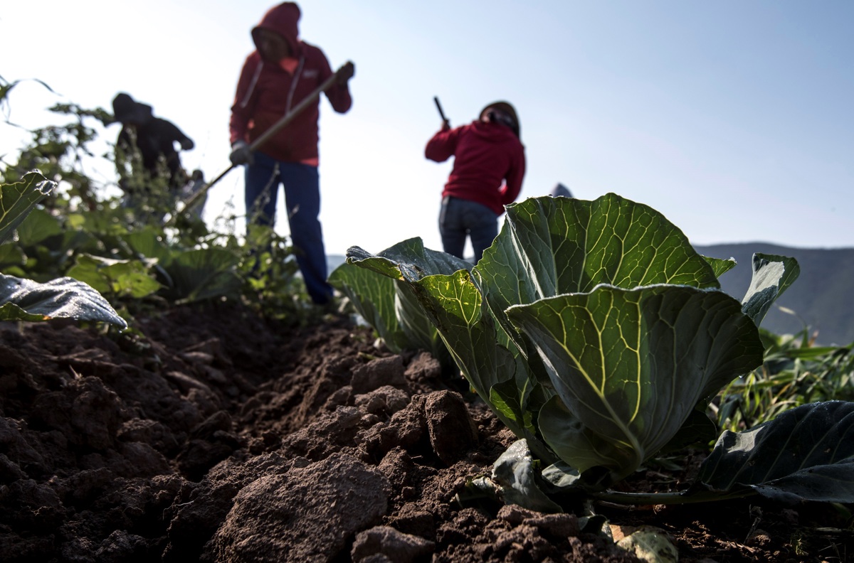Campesinos trabajan en un campo verduras en una granja de Saltillo, Coahuila (México). Fotografía de archivo. EFE/ Miguel Sierra