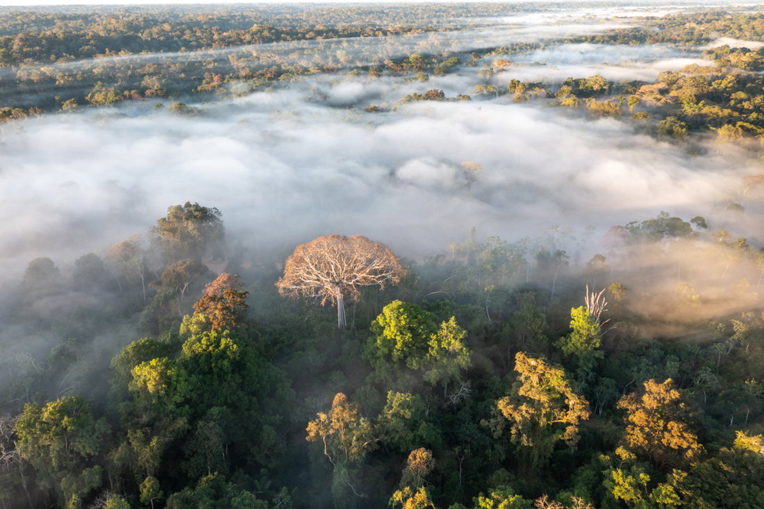 La mitad de los bosques amazónicos podrían sufrir alternaciones irreversibles y desaparecer en 2050, según una investigación que publica hoy la revista Nature. En la fotografía, vista con dron del río Amonia y de la selva amazónica, en Yurua (Perú): Imagen: Andre Dib.