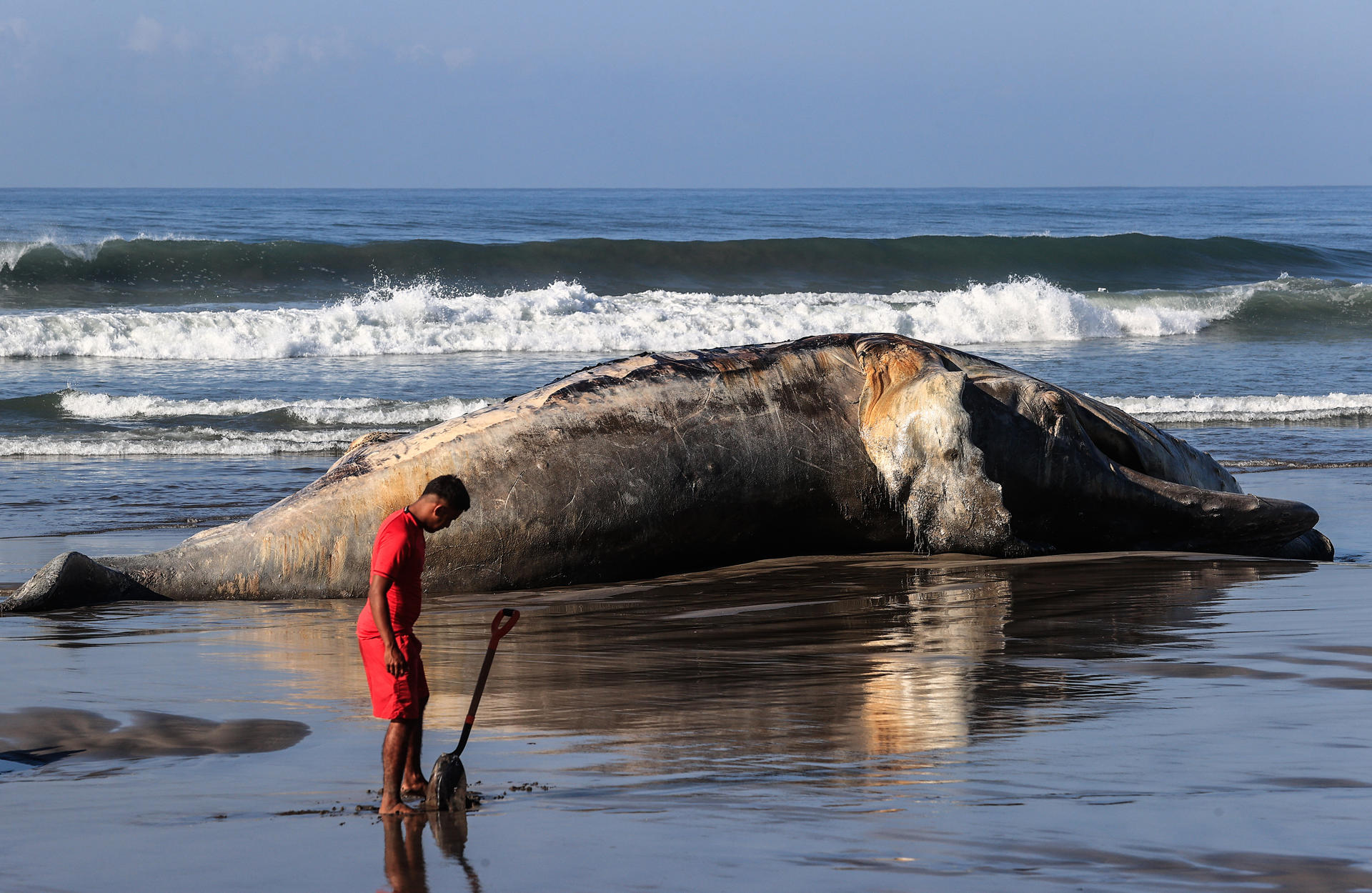Una persona observa los restos de una ballena jorobada en Acapulco. EFE/David Guzmán
