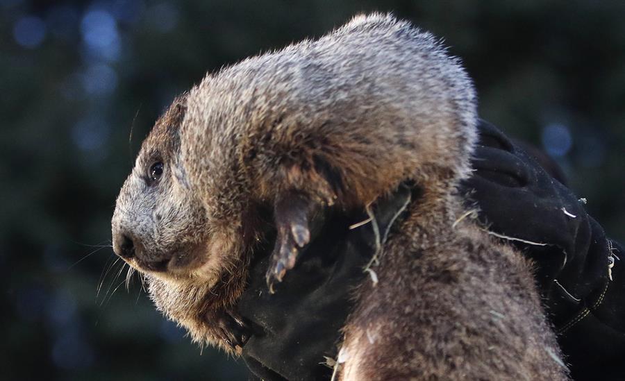 Fotografía de archivo de La marmota Phil en Punxsutawney, Pensilvania (Estados Unidos). EFE/David Maxwell