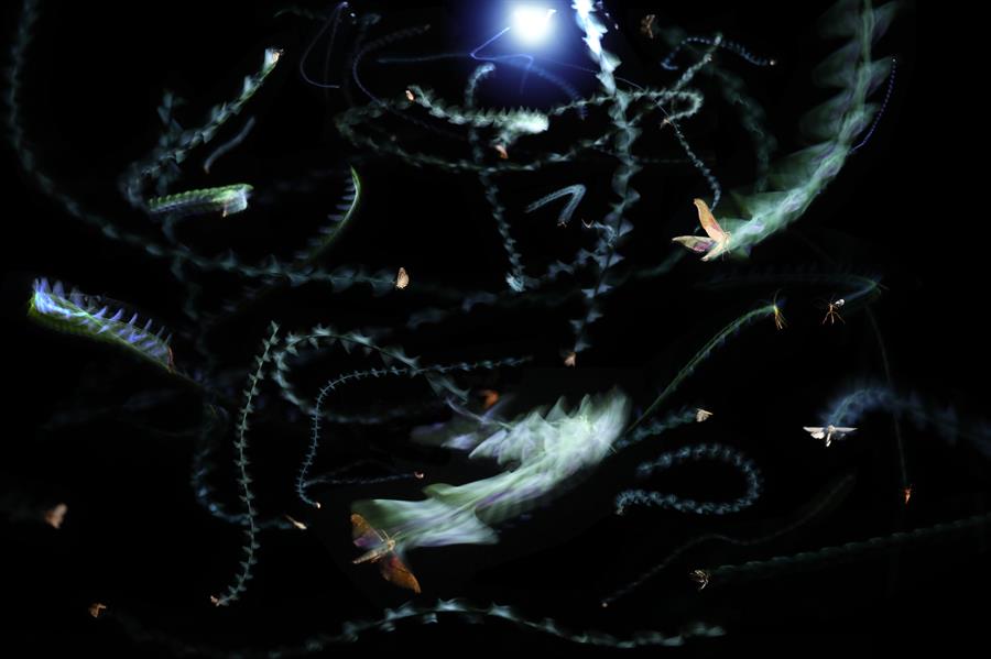 Los insectos muestran un comportamiento de vuelo errático alrededor de una fuente central de luz ultravioleta, un vuelo que los lleva a quedar atrapados en la luz y no poder salir. Crédito: Sam Fabian, del Imperial College de Londres.