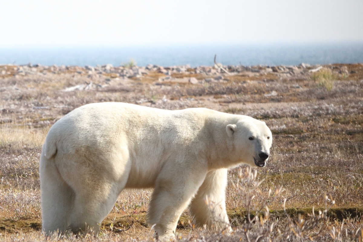 Oso polar en tierra en la región occidental de la bahía de Hudson. Crédito: David McGeachy. Imagen facilitada por la Universidad Estatal de Washington.