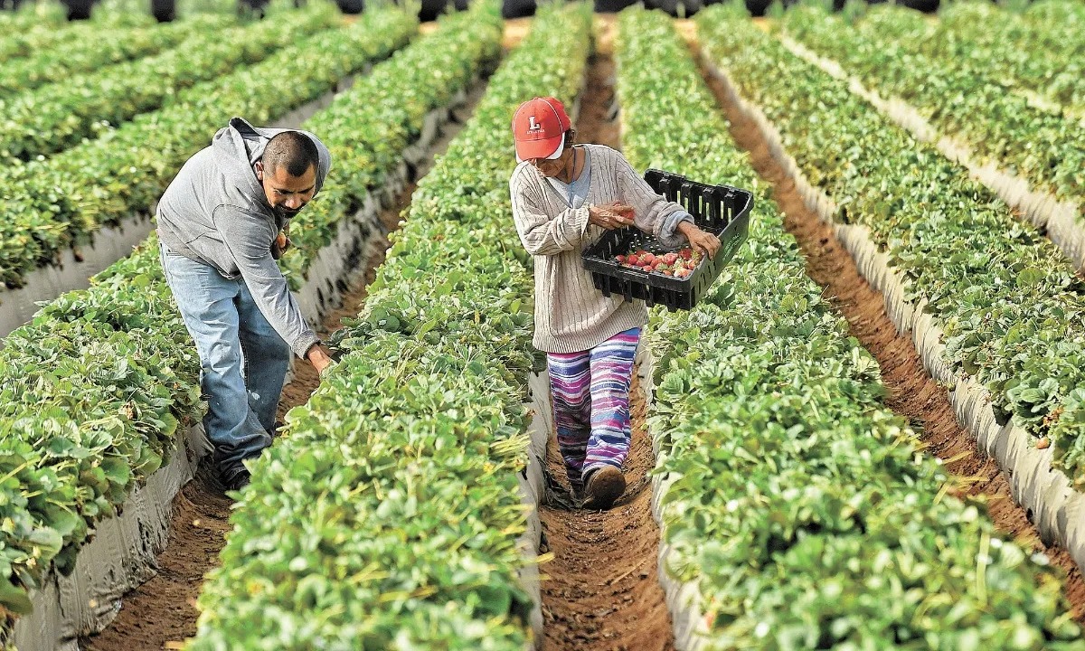 Trabajadores jornaleros.