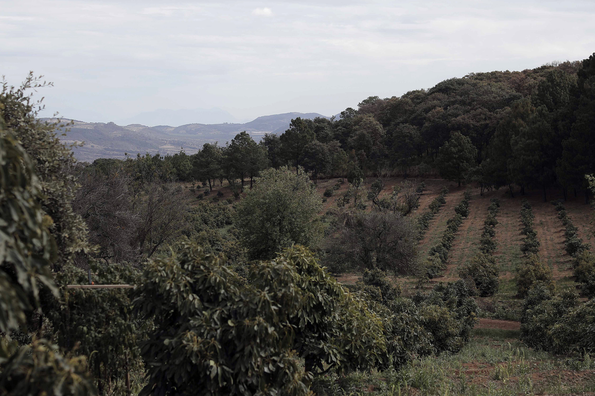 Vista general de cultivos de aguacate en el municipio de Uruapan, en Michoacán (México). EFE/Iván Villanueva