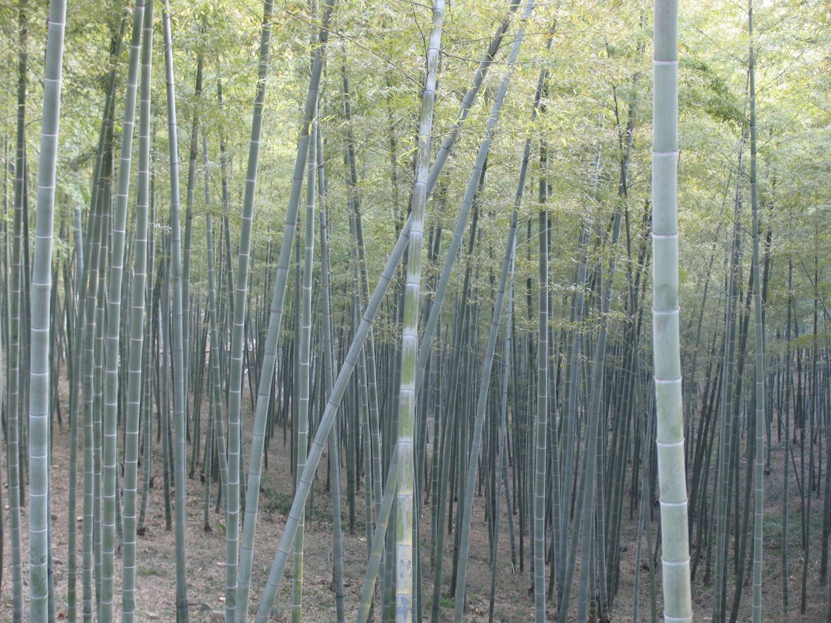 Fotografía de archivo de pllantas de bambú. EFE/ADRIAN BRADSHAW