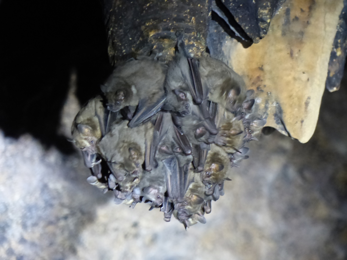 Un grupo de murciélagos en Oaxaca, México. En aproximadamente la mitad de las especies de murciélagos, las hembras son más grandes que los machos. Crédito de la foto: Kaia Tombak.