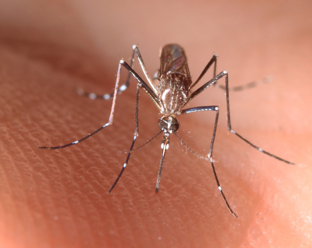 Fotografía cedida por el Instituto de Ciencias Agrícolas y Alimentarias de la Universidad de Florida (UF/IFAS) donde se muestra una hembra adulta de un Aedes aegypti, el mosquito transmisor de la fiebre amarilla. EFE/ UF/IFAS/