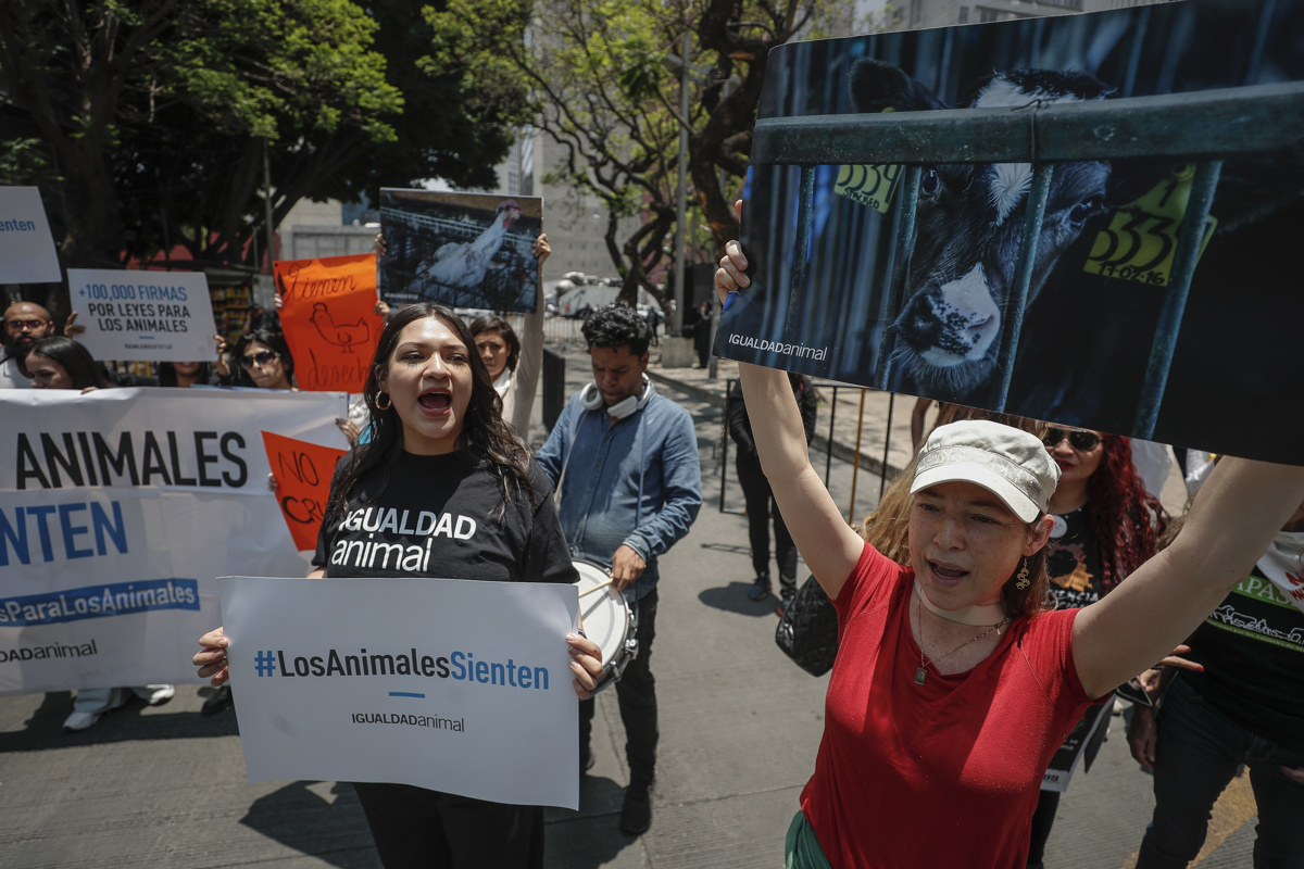 Activistas defensores de los animales protestan al exterior del Senado de la República, en la Ciudad de México (México).EFE/ Isaac Esquivel