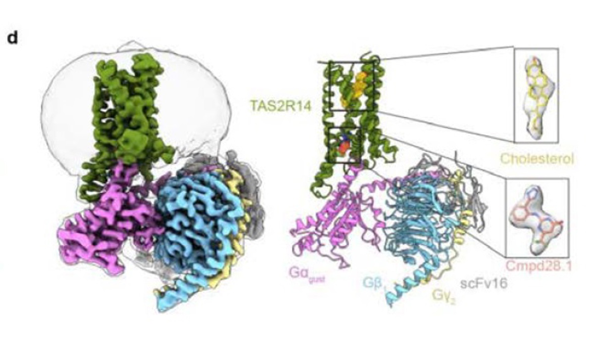 Un estudio publicado este miércoles en la revista Nature y liderado por investigadores de la Facultad de Medicina de la Universidad de Carolina del Norte (UNC) ha descrito cómo es la estructura de la proteína del receptor del sabor amargo TAS2R14 y cómo hace su función. Fotografía facilitada por el equipo de investigadores de la UNC. EFE
