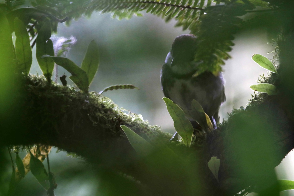 Fotografía de archivo de un pájaro oculto entre las ramas de un árbol. EFE/Jeffrey Arguedas