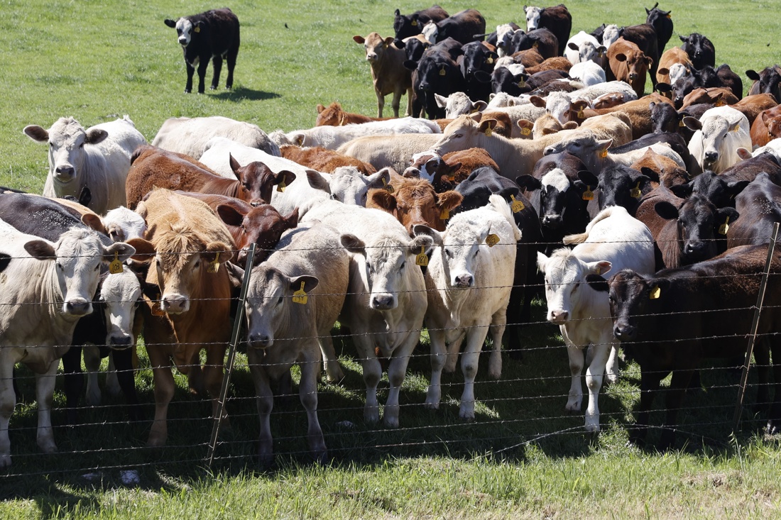 En la imagen de este mes, vacas en una granja de Austin, Texas, Estados Unidos. EFE/EPA/ADAM DAVIS