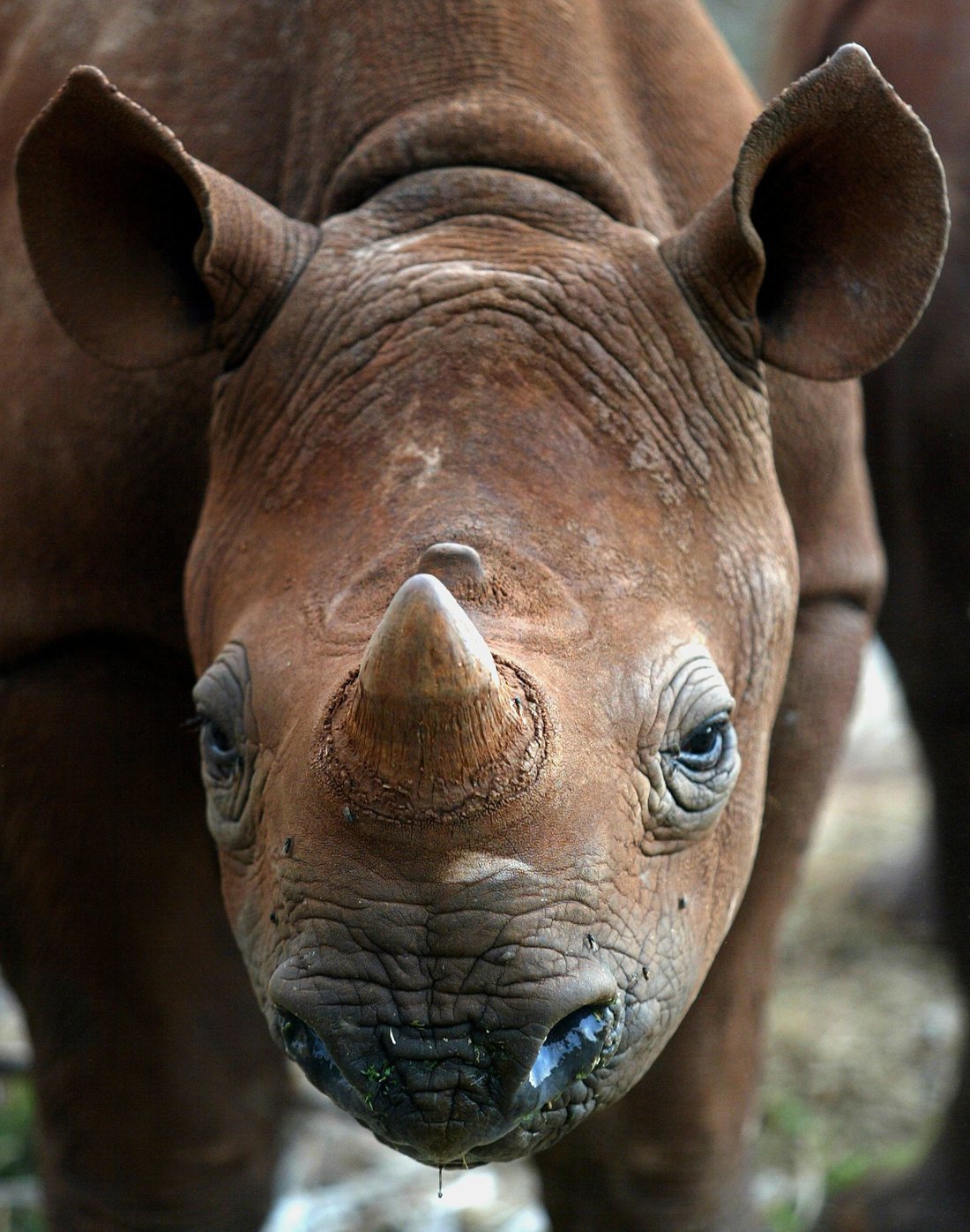 Imagen de archivo de un rinoceronte negro. EPA/JON HRUSA