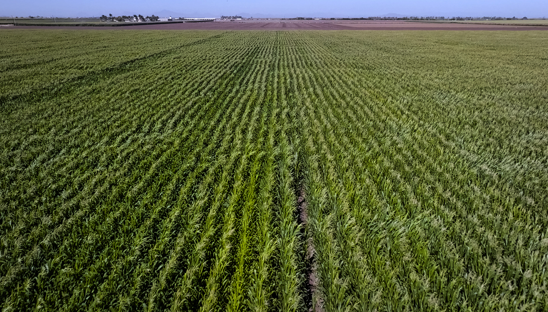 Fotografía cedida este lunes por PepsiCo, donde se observa un cultivo de maíz en la ciudad de Los Mochis, estado de Sinaloa (México). EFE/ PepsiCo