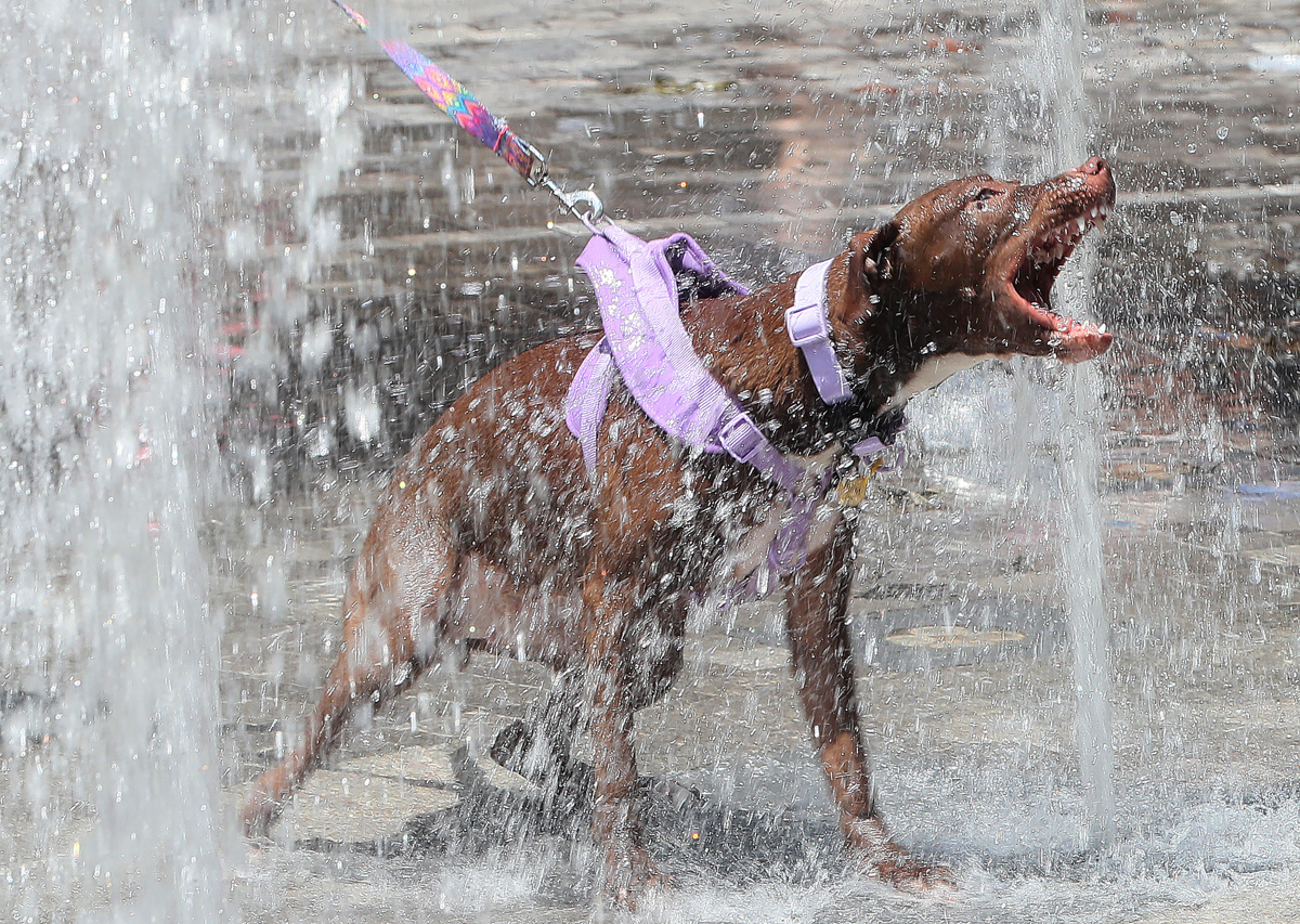 Un perro se refresca en una fuente debido a las altas temperaturas registradas (México). EFE/Mario Guzmán