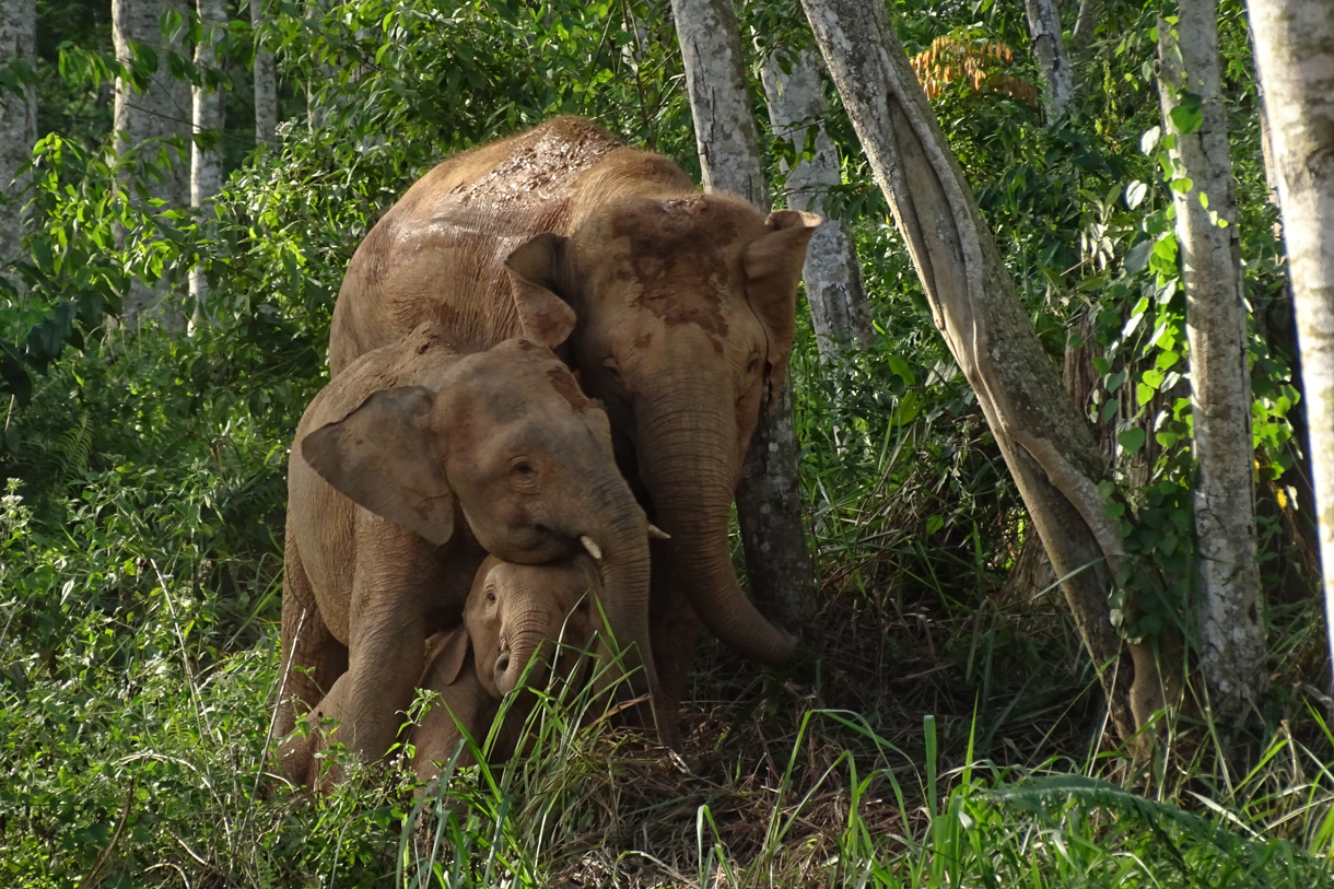 El elefante de Borneo (elephas maximus borneensis), una subespecie de la que se estima que hay un millar de ejemplares en estado salvaje, corre peligro de extinción debido a la acción humana en su hábitat, advirtió este jueves la Unión Internacional para la Conservación de la Naturaleza (UICN). EFE/ UICN/Cheryl Cheah/WWF-Malaysia