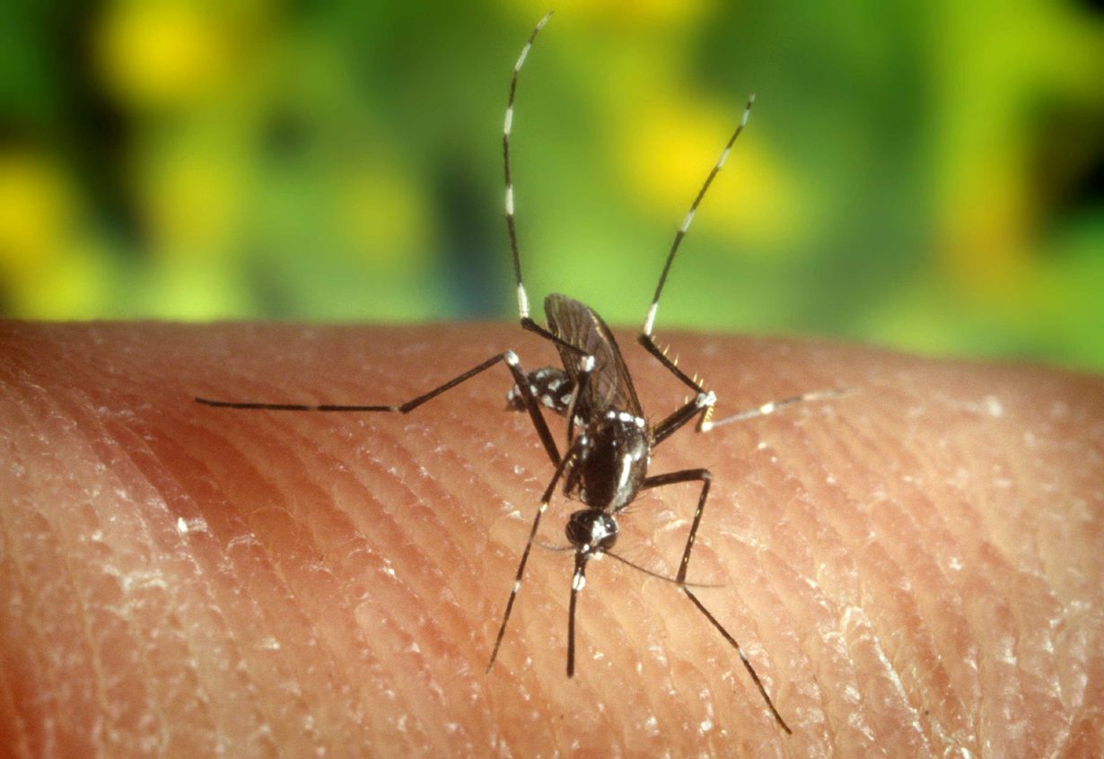 En la imagen de archivo, un mosquito “Anopheles quadrimaculatus”, vector en la portación de la malaria. EFE/Edward McCellan