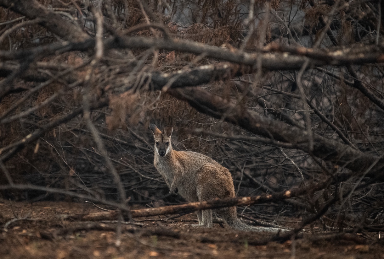 Un ualabí de cuello rojo busca refugio entre matorrales quemados en Cobargo, Nueva Gales del Sur (Australia), en una imagen de archivo. EFE/ James Gourley