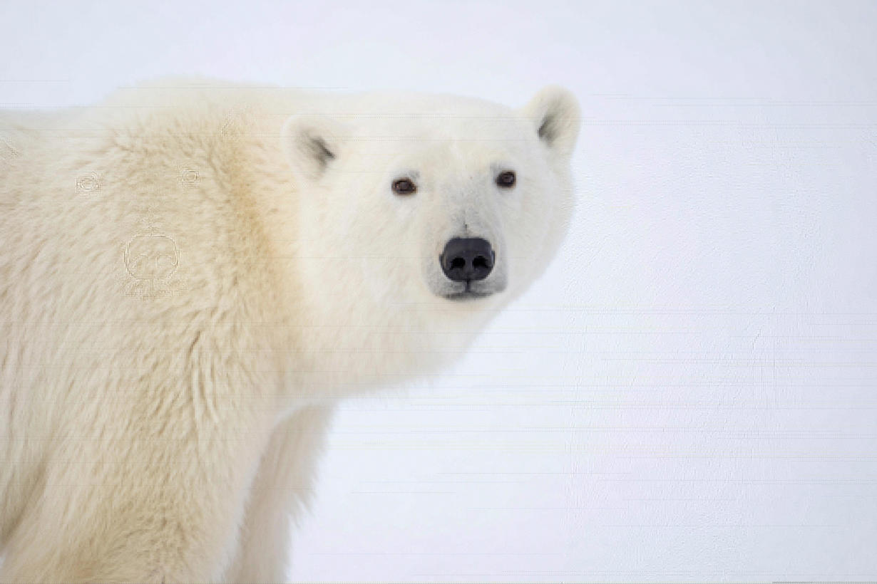 La desaparición de la población de osos polares de la bahía de Hudson, en la costa nordeste del Ártico canadiense, podría ser “inminente” si no se cumple el objetivo de limitar a 2 grados el aumento de la temperatura del planeta antes de 2030, en menos de 6 años advierte una investigación publicada en Communications Earth & Environment. Crédito: Erinn Hermsen/Polar Bears International.