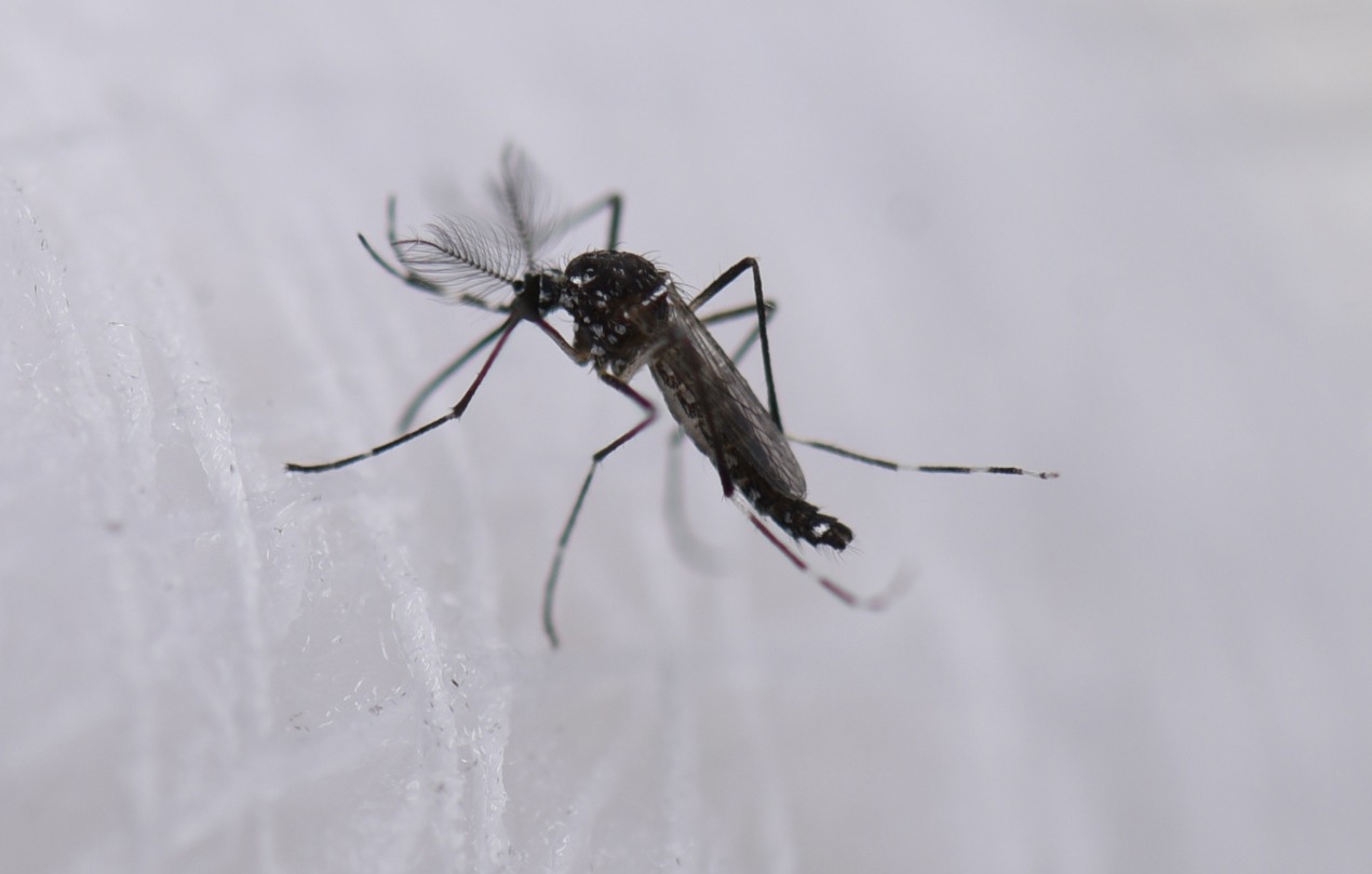 Fotografía de archivo de un mosquito aedes aeypti. EFE/ Ernesto Guzmán