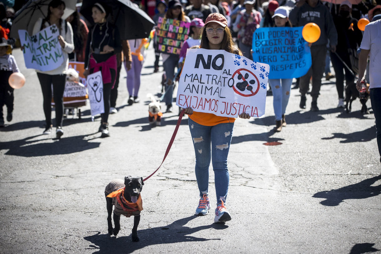 Animalistas marchan este domingo para pedir que se endurezcan las sanciones por maltrato animal, este domingo en La Paz (Bolivia). En el país la muerte de un animal se castiga con penas de dos a cinco años de cárcel. EFE/ Esteban Biba