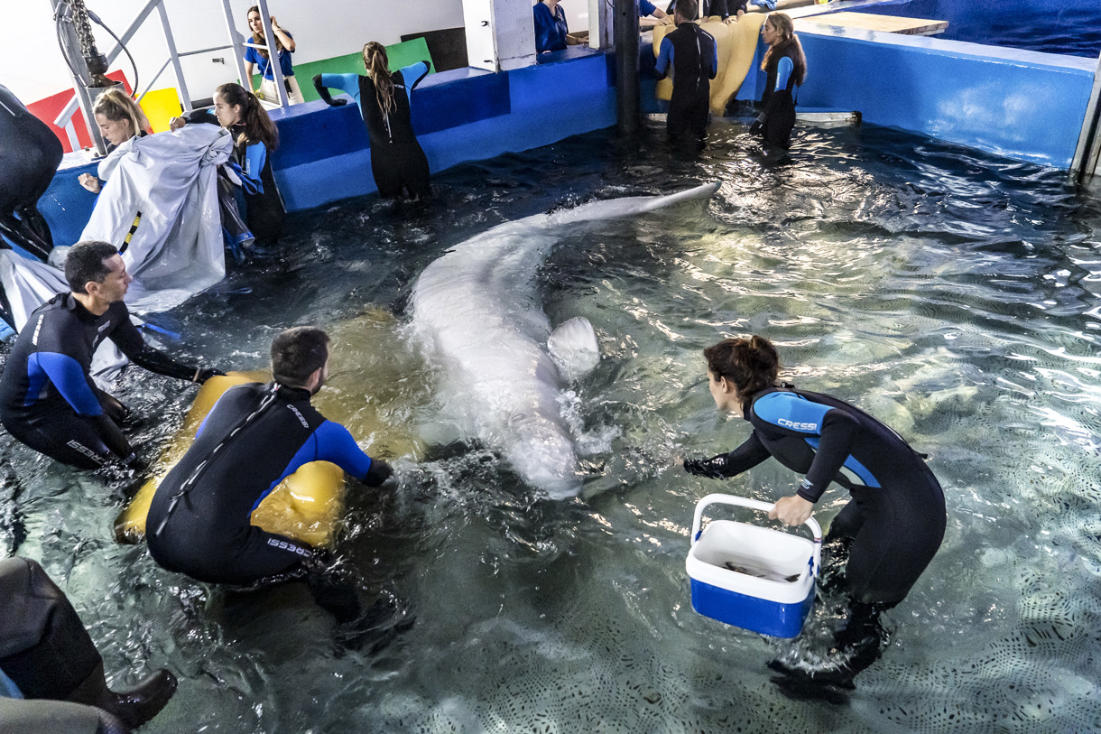 En la imagen momento de la entrada a la piscina médica del Oceanográfic de una de las belugas rescatadas. EFE/Oceanográfic/Marc Domenech