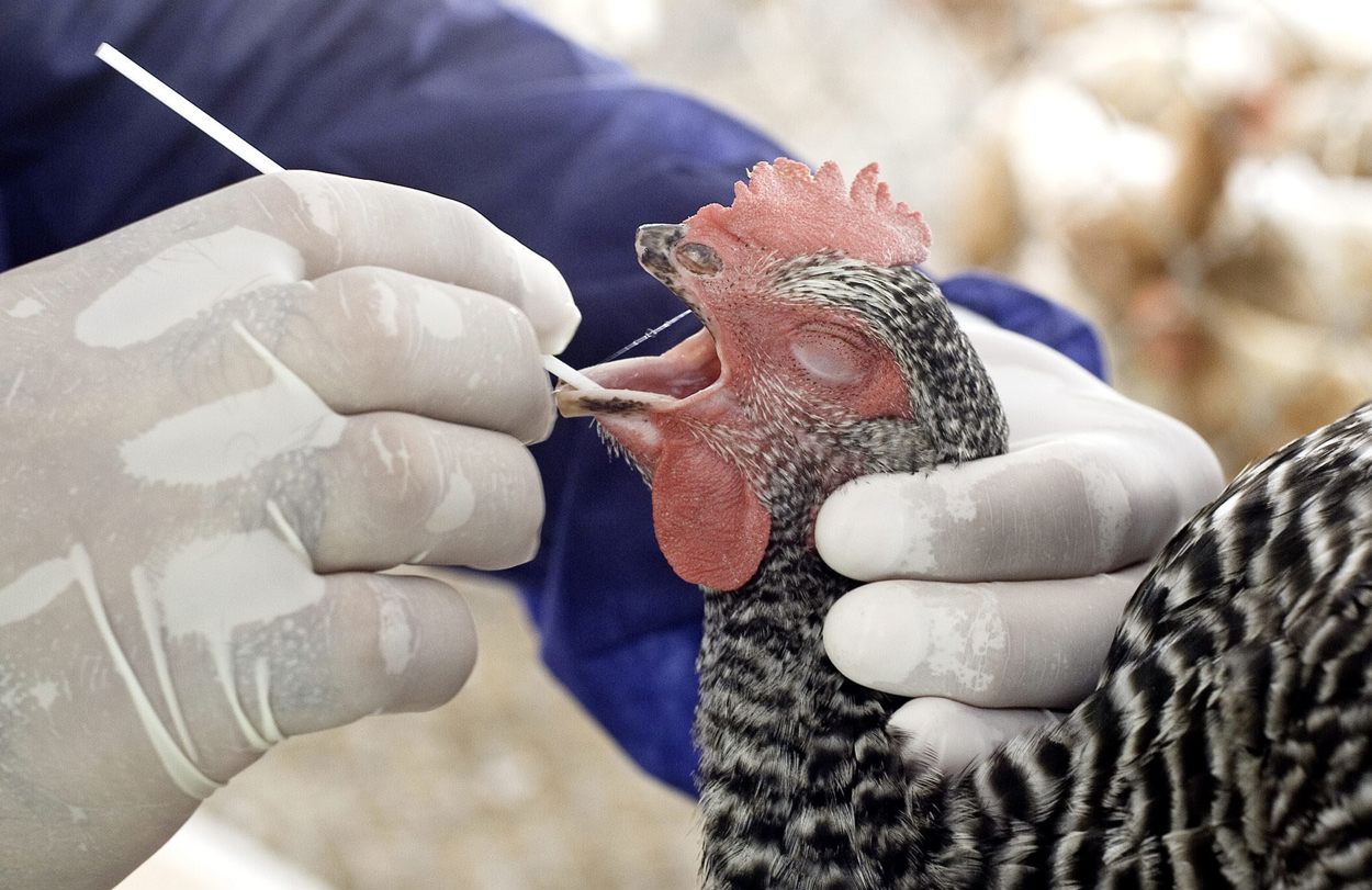 Fotografía de archivo en la que se ve a un especialista de la Oficina de control animal del departamento de Agricultura estatal de Florida, sacar una prueba de saliva de un ave de una granja de Miami, Florida (EUA). EFE/John Riley