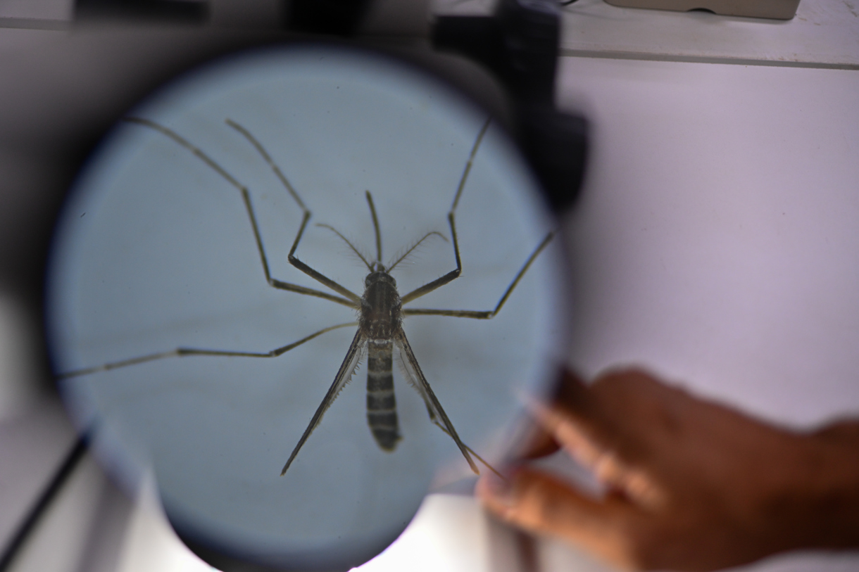 Fotografía de archivo de un mosquito Aedes aegypti, responsable de transmitir el dengue, a través de un microscopio. EFE/ André Borges