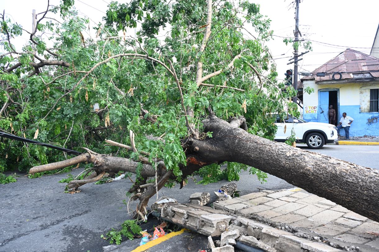 Árboles caídos en las calles este jueves debido al paso del huracán Beryl por Kingston (Jamaica). (EFE/Rudolph Brown)