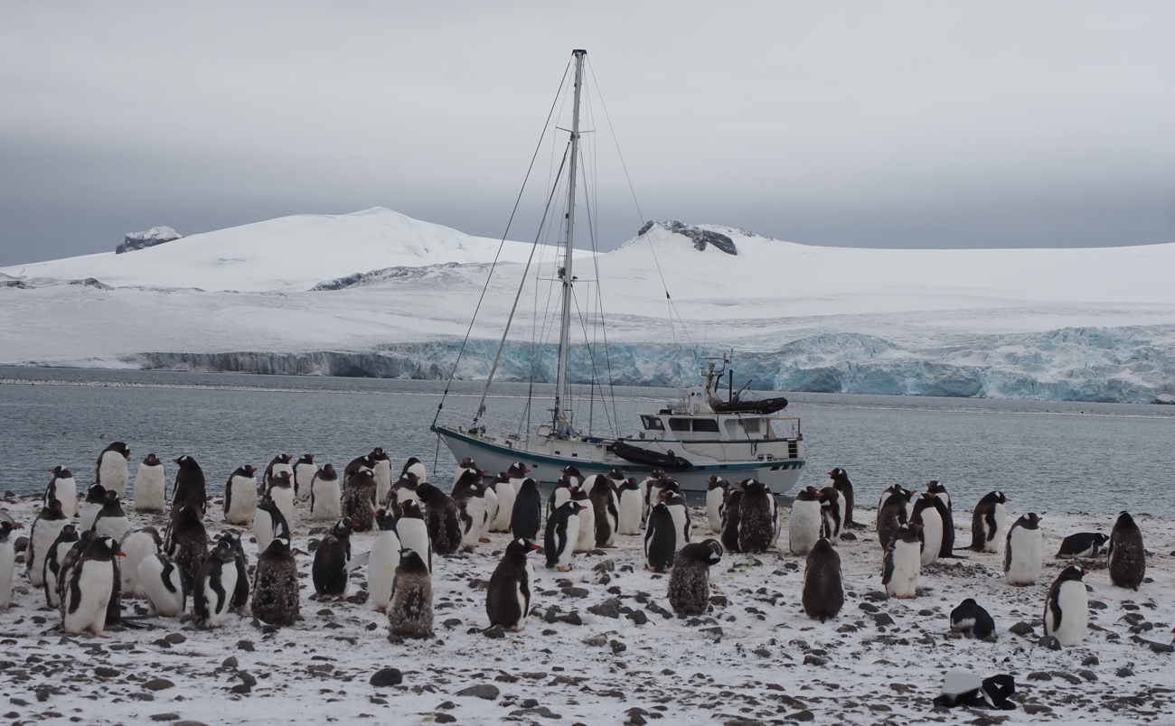 Imagen cedida del velero de la expedición Australis ante una colonia de pingüinos en la Antártida. (Foto de Antonio Alcamí, de la CSIC en una cortesía para la agencia EFE)