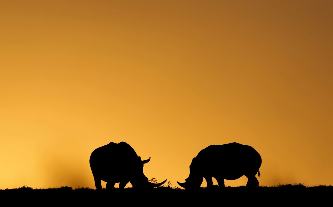 En la fotografía, 2 rinocerontes pastan mientras se pone el sol en el Parque de Animales Salvajes Kragga Kamma, situado a 30 kilómetros del centro de Puerto Elizabeth, en Sudáfrica. (Fotografía de archivo Antonio Lacerda de la agencia EFE)