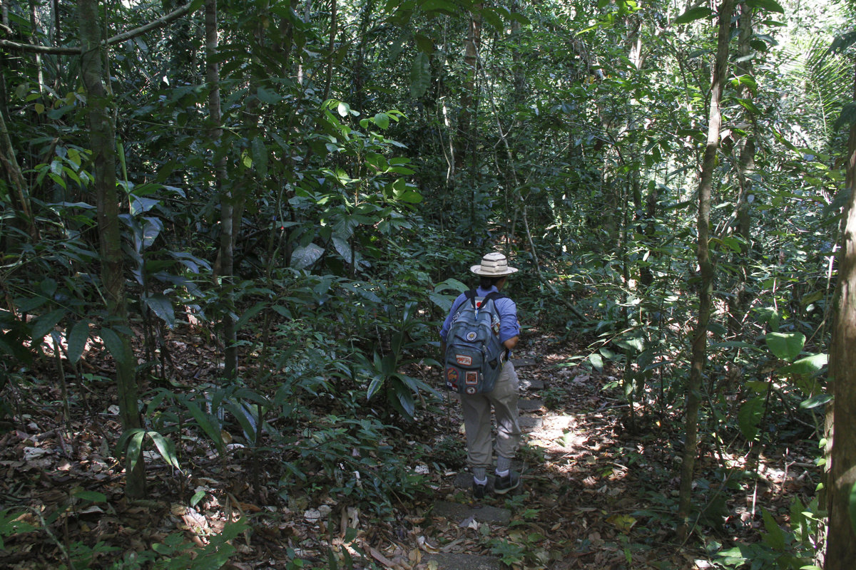 Fotografía de archivo de un bosque en el lago Gatún del Canal de Panamá (Panamá). (Foto de Bienvenido Velasco de la agencia EFE)