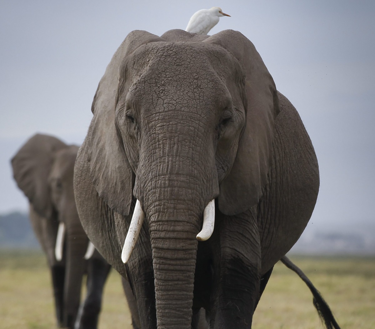 Imagen de archivo de 2 elefantes en el parque nacional Amboseli, al sur de Kenia. (Foto de Dai Kurokawa de la agencia EFE)