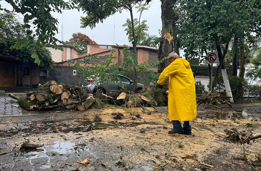 Personal de Protección Civil retira un árbol caído de una de las avenida principals del puerto de Veracruz. (Foto de EFE)