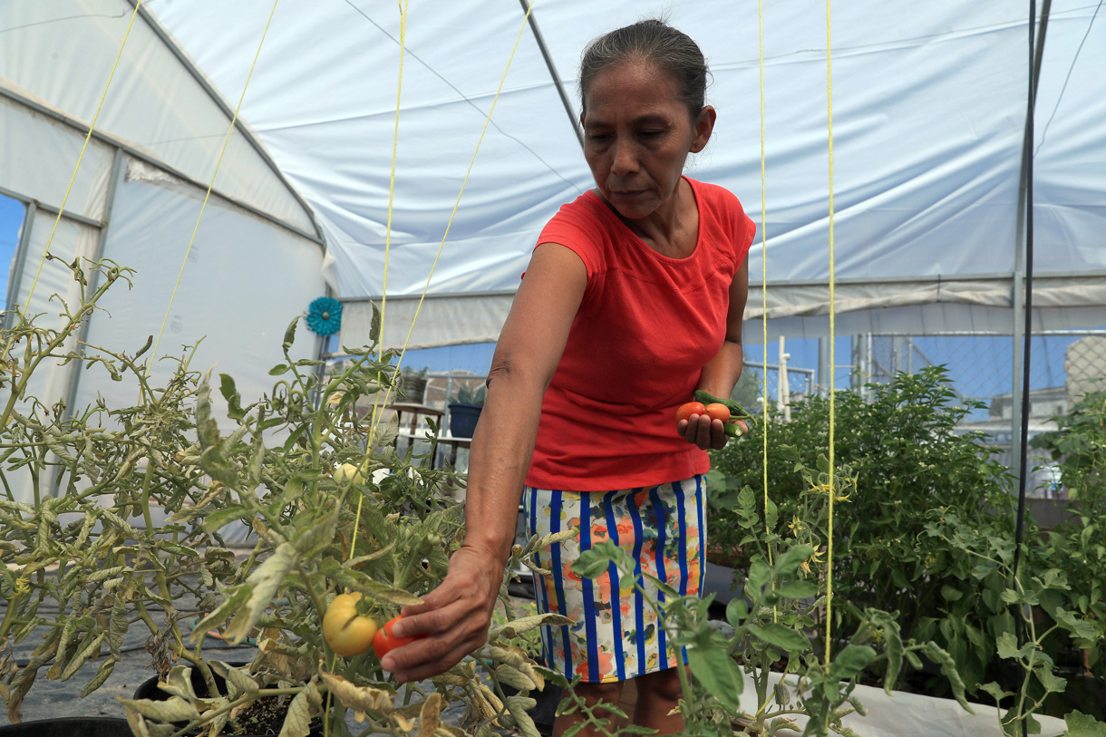 La guatemalteca Gloria Gómez cultiva hortalizas en un vivero del albergue “El Buen Samaritano”, en Ciudad Juárez. (Foto de Luis Torres de la agencia EFE)