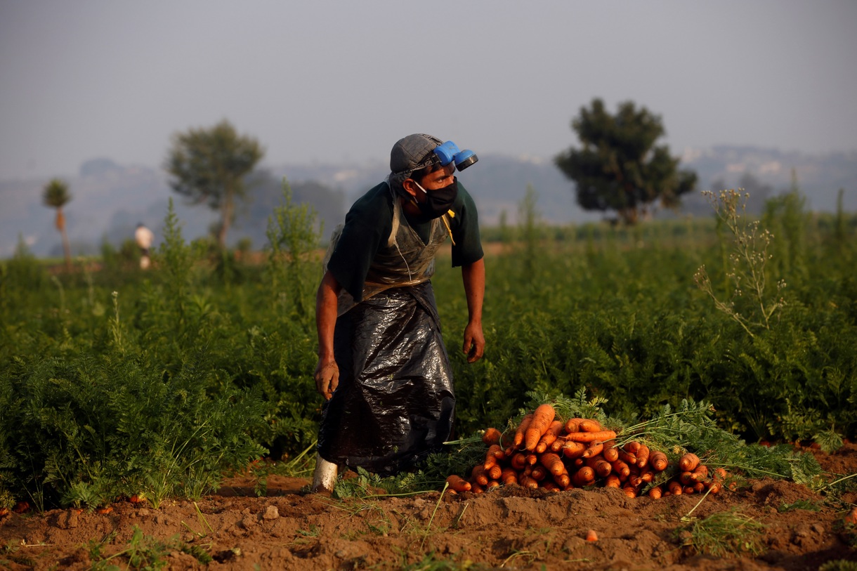 Fotografía de archivo en donde se ven agricultores cosechando zanahorias en Patzicía, Chimaltenango (Guatemala). (Foto de Esteban Biba de la agencia EFE)