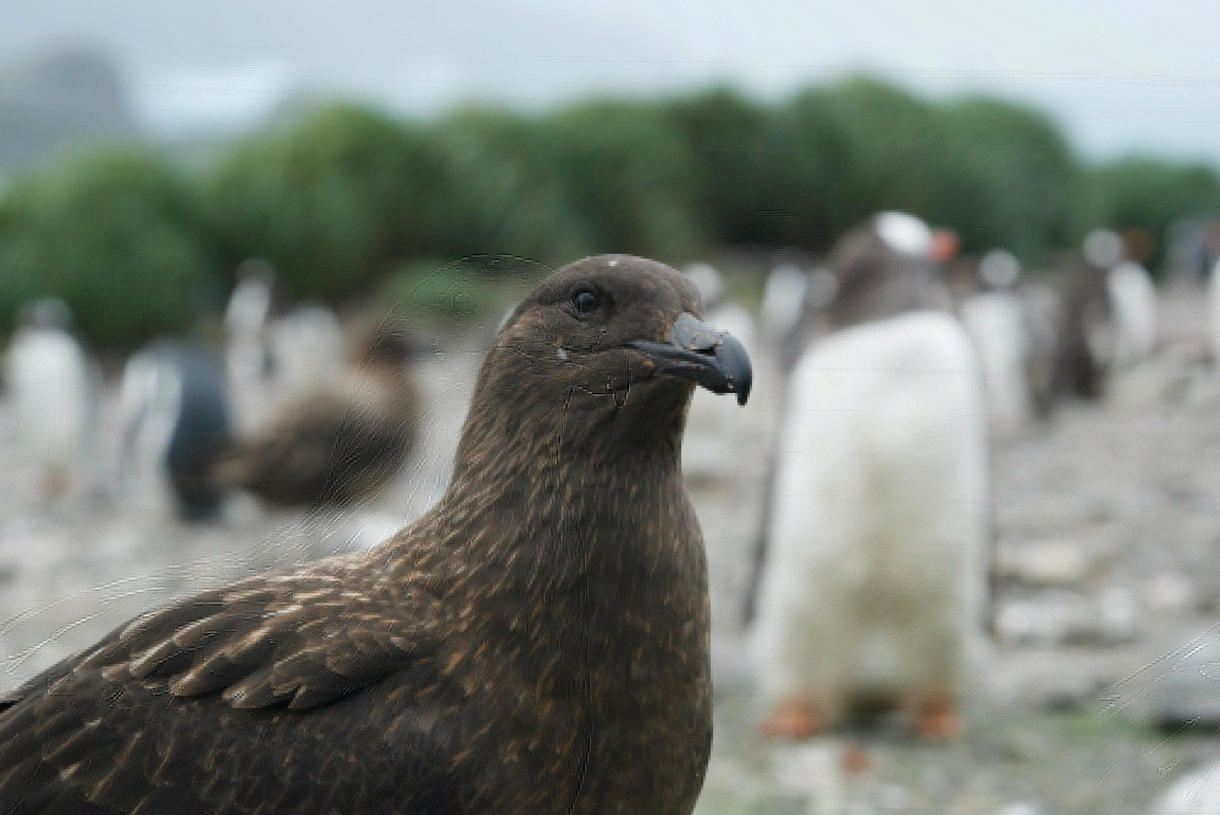 Imagen de un págalo pardo subantártico, una de las especies contagiadas por gripe aviar en la región antártica según informa hoy un estudio recogido en Nature Communications. (Foto de Ashley Bennison)