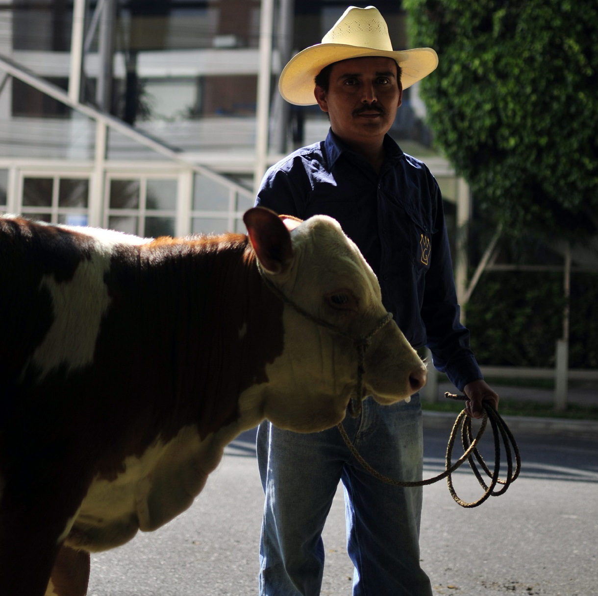 Imagen de archivo de un ganadero con un ejemplar bovino en Ciudad de Guatemala. (Foto de Ulises Rodríguez de la agencia EFE)