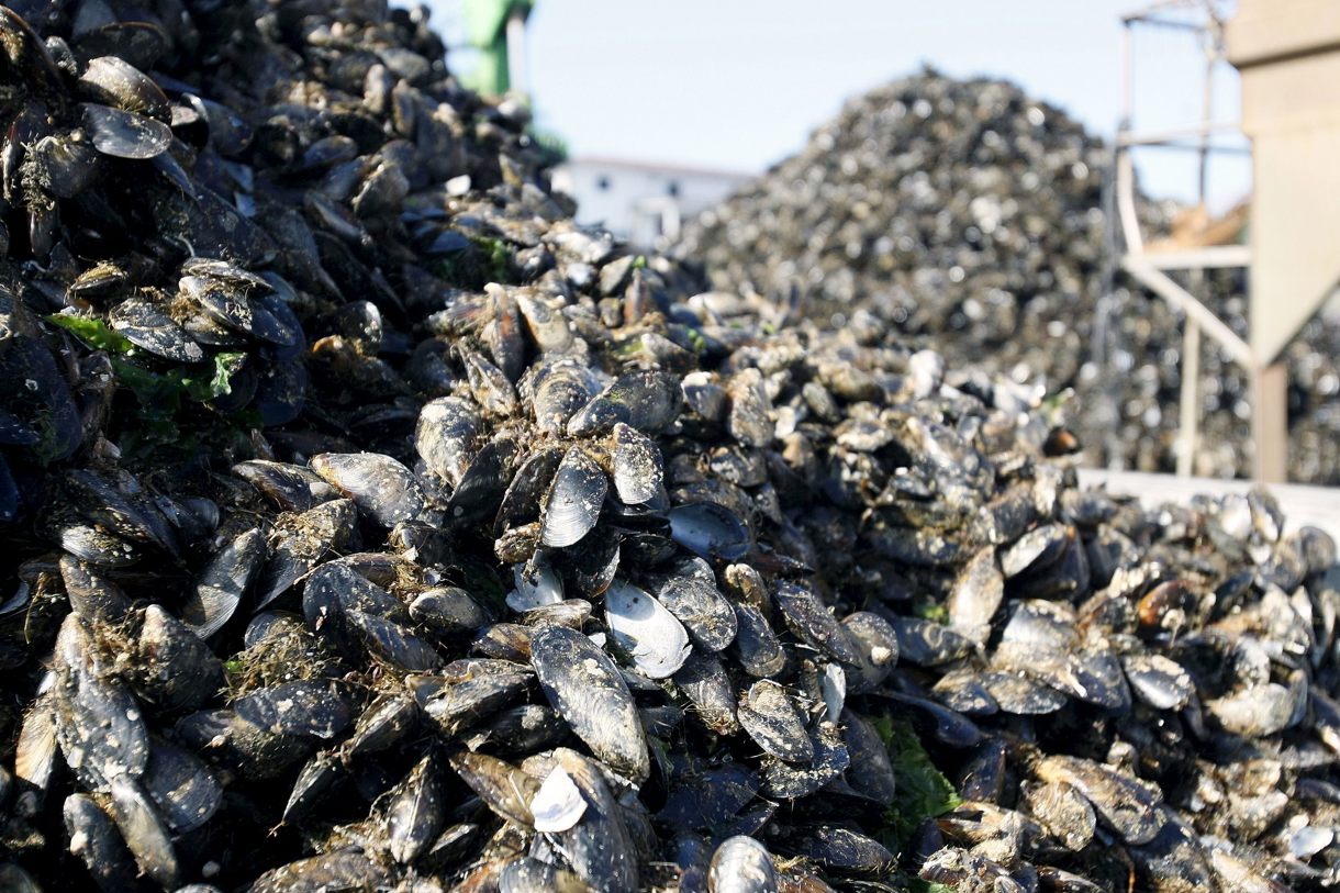 Vista de archivo de unos mejillones. (Foto de Sxenick de la agencia EFE)